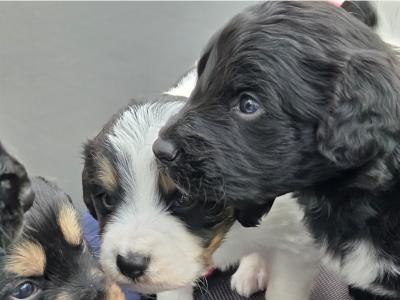 Cavapoo puppies for sale in Kildare