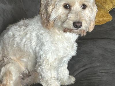 Cavachon puppies in Cork