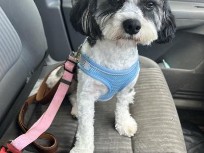 Cavachon puppies in Cork