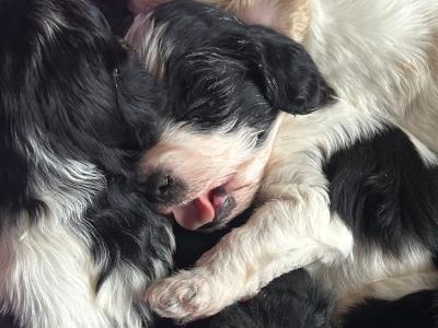Cavachon puppies in Cork