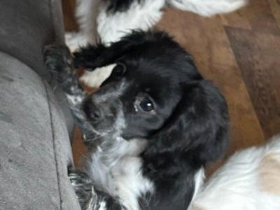 Cavachon puppies in Cork