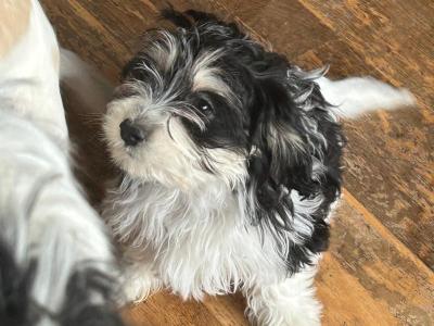 Cavachon puppies in Cork