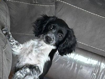 Cavachon puppies in Cork