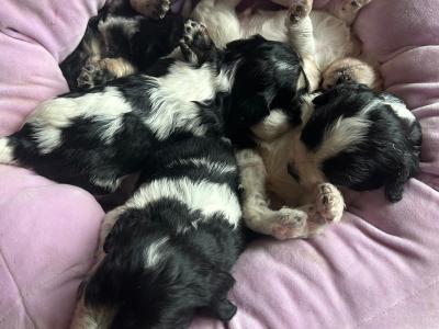 Cavachon puppies in Cork