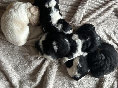 Cavachon puppies in Cork