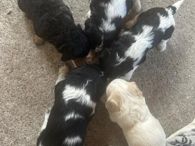 Cavachon puppies in Cork