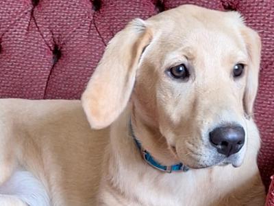 Superb IKC Registered Ftch Lines female Labrador puppy in Leitrim