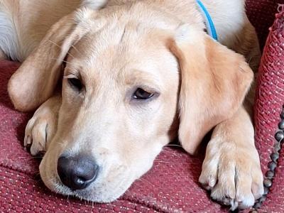 Superb IKC Registered Ftch Lines female Labrador puppy in Leitrim