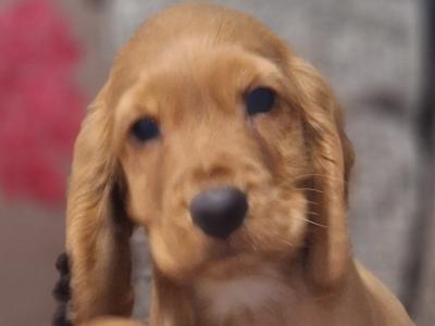 Cocker Spaniel puppies in Carlow €475