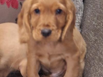 Cocker Spaniel puppies in Carlow €475