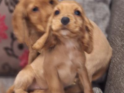 Cocker Spaniel puppies in Carlow €475