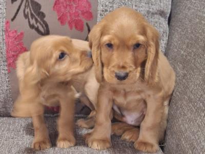 Cocker Spaniel puppies in Carlow €475