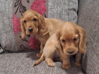 Cocker Spaniel puppies in Carlow €475