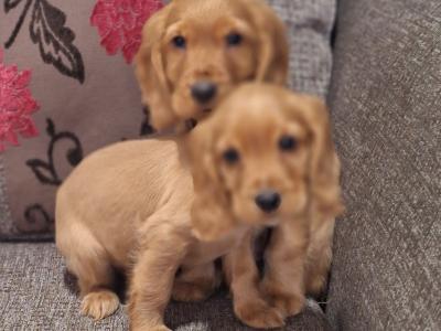 Cocker Spaniel puppies in Carlow €475