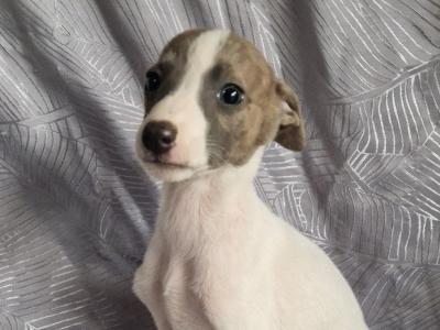 Whippet puppies in Tipperary
