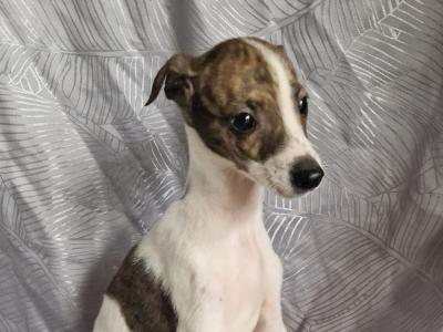 Whippet puppies in Tipperary