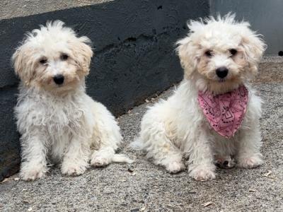 Maltipoo puppies in Carlow 🐶