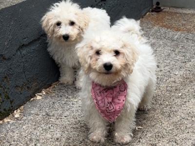 Maltipoo puppies in Carlow 🐶