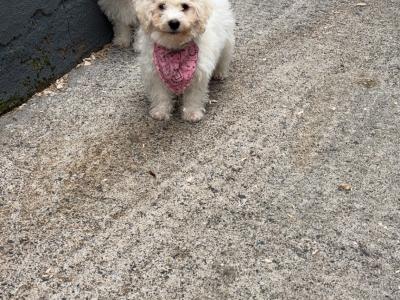 Maltipoo puppies in Carlow 🐶
