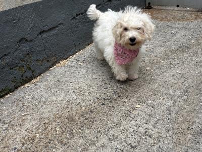 Maltipoo puppies in Carlow 🐶