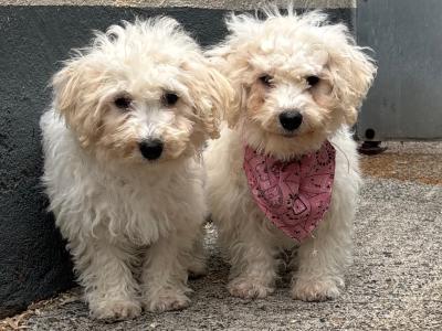 Maltipoo puppies in Carlow 🐶