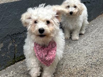 Maltipoo puppies in Carlow 🐶