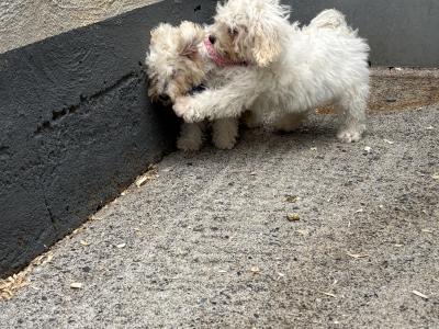 Maltipoo puppies in Carlow 🐶