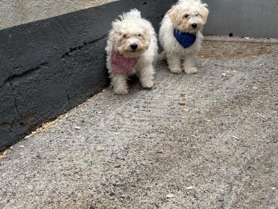 Maltipoo puppies in Carlow 🐶