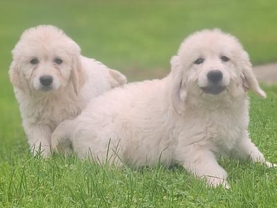 Goldendoodle puppies in Carlow