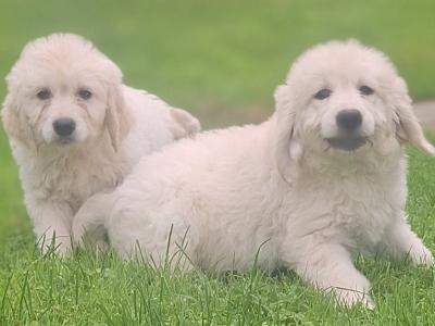 Goldendoodle puppies in Carlow