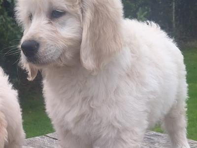 Goldendoodle puppies in Carlow
