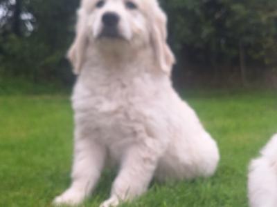 Goldendoodle puppies in Carlow
