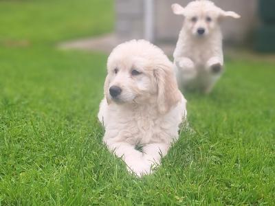 Goldendoodle puppies in Carlow