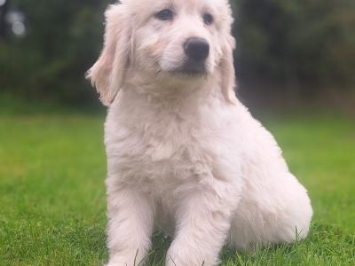 Goldendoodle puppies in Carlow