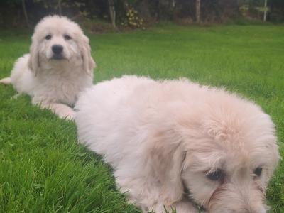 Goldendoodle puppies in Carlow
