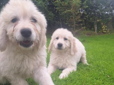 Goldendoodle puppies in Carlow
