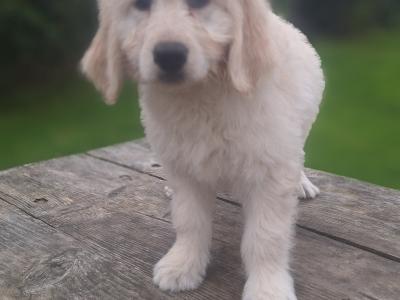 Goldendoodle puppies in Carlow