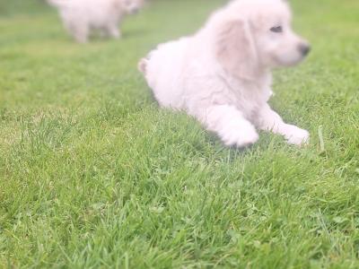 Goldendoodle puppies in Carlow