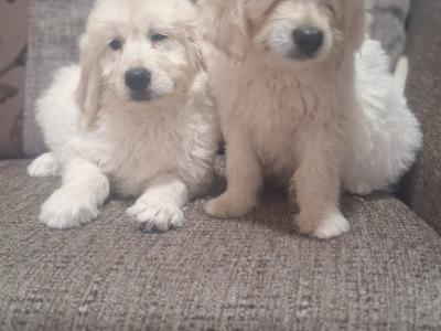Goldendoodle puppies in Carlow