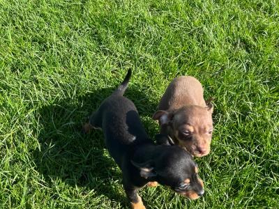 ✅ Female & Male  Miniature Chihuahua puppies available in Galway, both males ✅