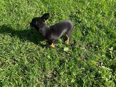 ✅ Female & Male  Miniature Chihuahua puppies available in Galway, both males ✅