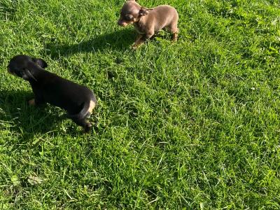 ✅ Female & Male  Miniature Chihuahua puppies available in Galway, both males ✅