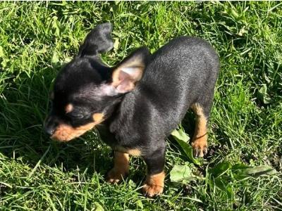 ✅ Female & Male  Miniature Chihuahua puppies available in Galway, both males ✅