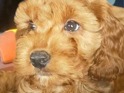 Miniature male Cockapoo puppy in Galway