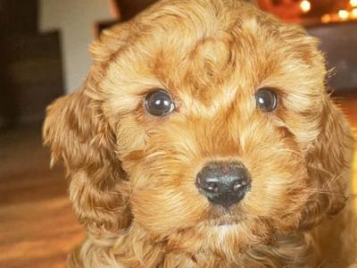 Miniature male Cockapoo puppy in Galway