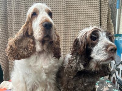 Two beautiful Cocker Spaniel puppies in Mayo