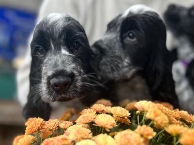 Two beautiful Cocker Spaniel puppies in Mayo