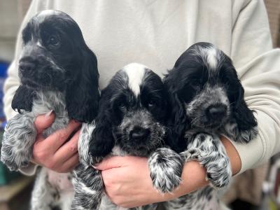 Two beautiful Cocker Spaniel puppies in Mayo