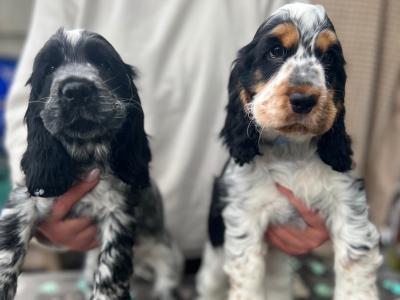 Two beautiful Cocker Spaniel puppies in Mayo