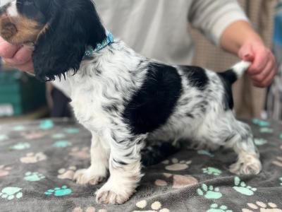 Two beautiful Cocker Spaniel puppies in Mayo
